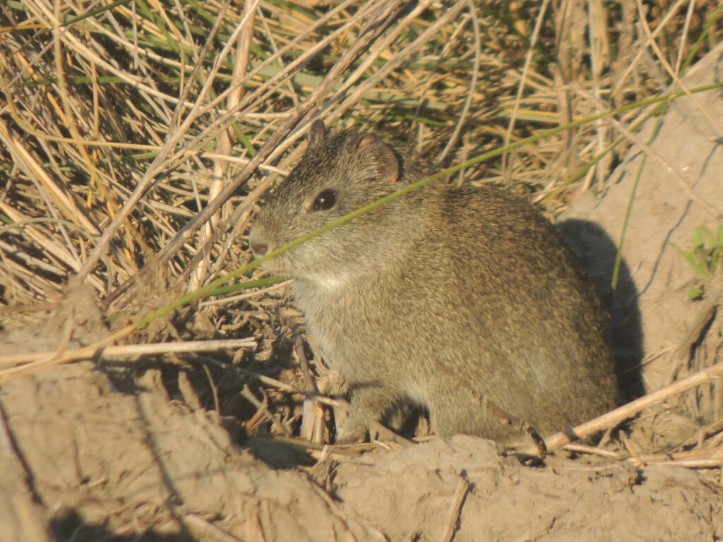 Cuis Rata CUIS (Cavia aperea) | Fundación Federico Wildermuth