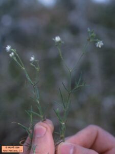 Spergularia villosa (Pers.) Camb
